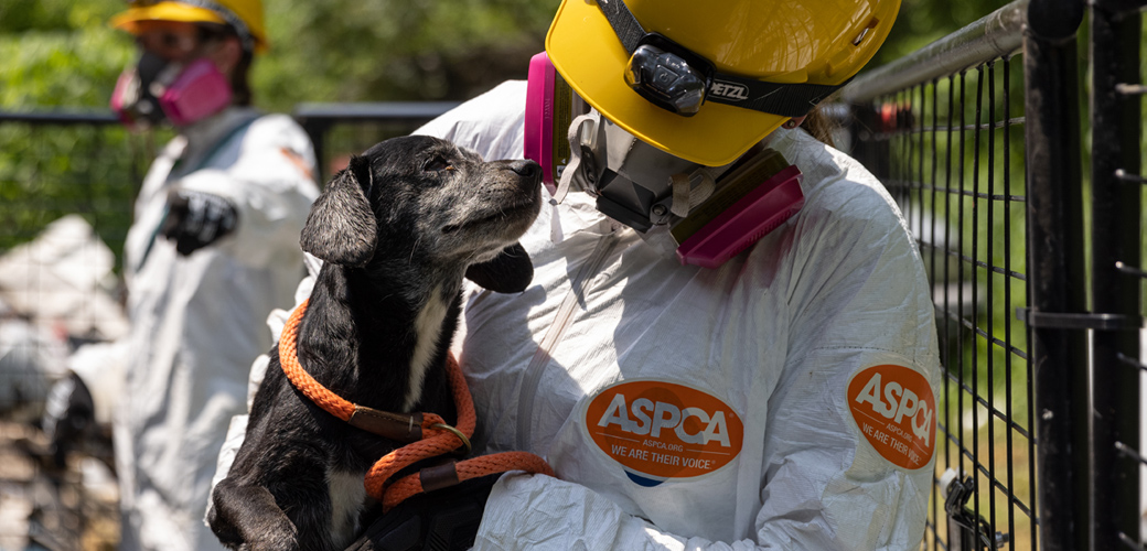 Animal Rescue